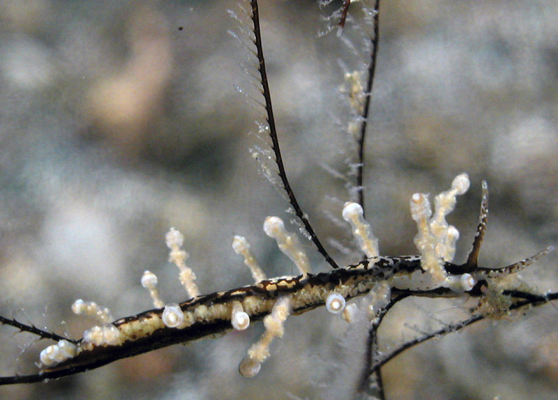 Eubranchus spB